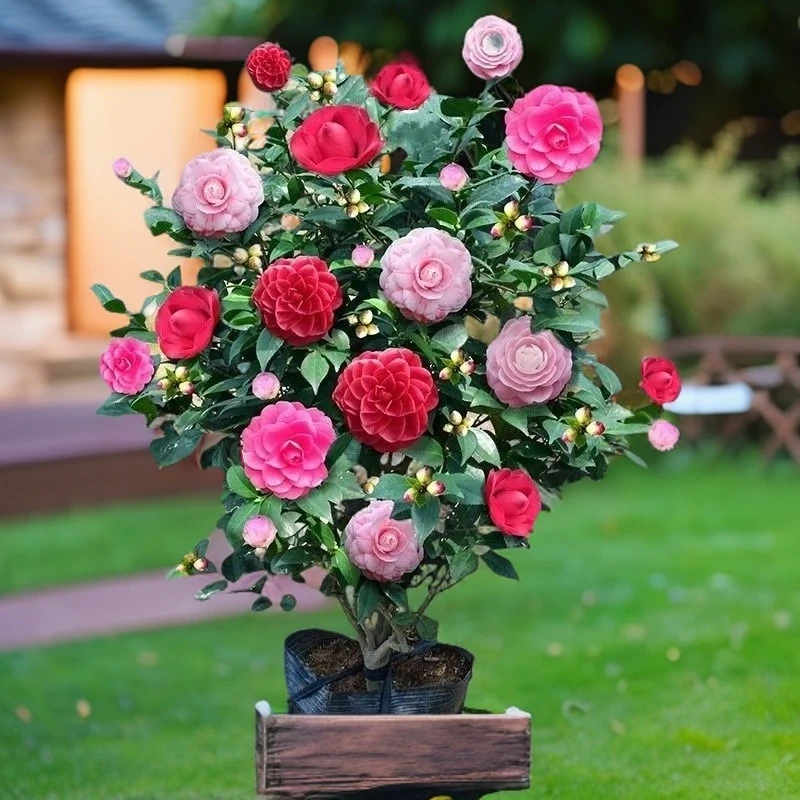 精品五色赤丹山茶花竹子树苗盆栽重瓣室内外耐寒好养招财四季常青