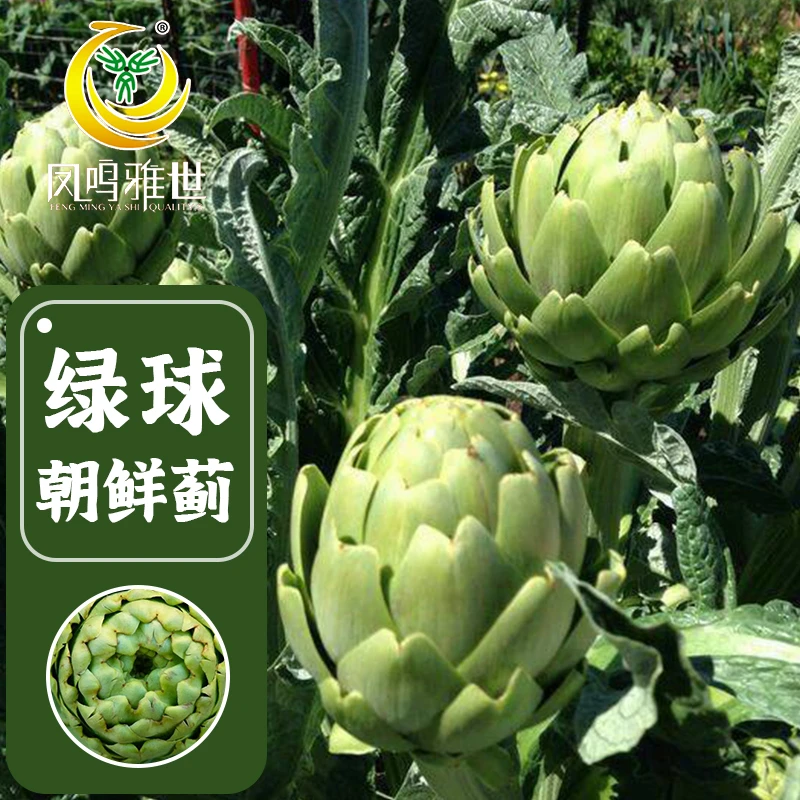 洋蓟种子朝鲜蓟种籽凤鸣雅世种业农家绿球紫罗兰四季播蔬菜种孑