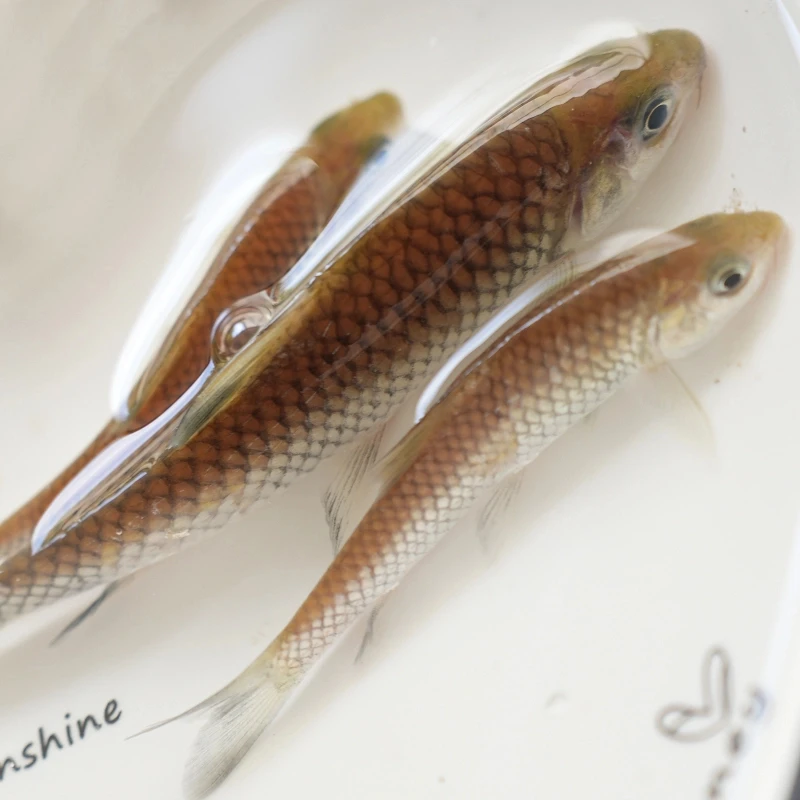四川清波鱼 每条5g左右 生态养殖