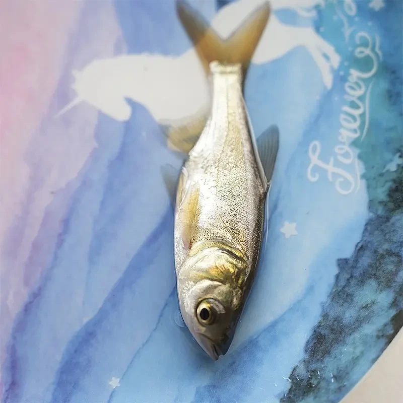 四川（按斤）冰鲜现捞四川花鲢 生态养殖