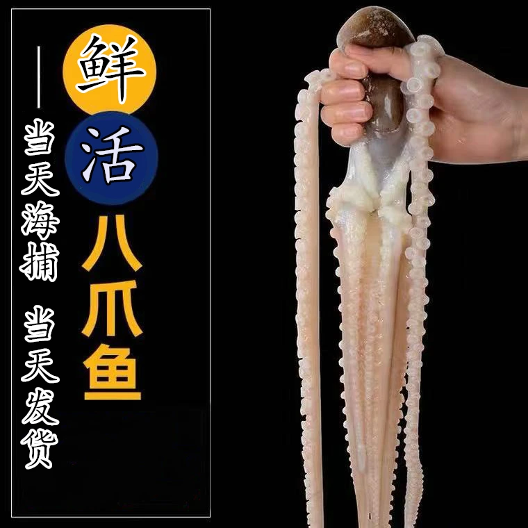【当天海捕八爪鱼】深海钓水产鲜活速冻鱿鱼海鲜爆头5斤装