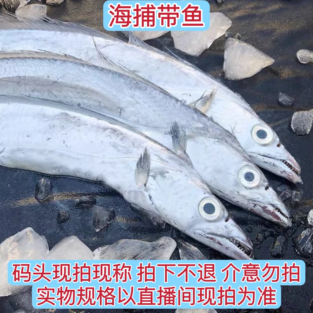 【渔民海捞带鱼】广西北海北部湾野生深海带鱼链接海鲜500g净含量