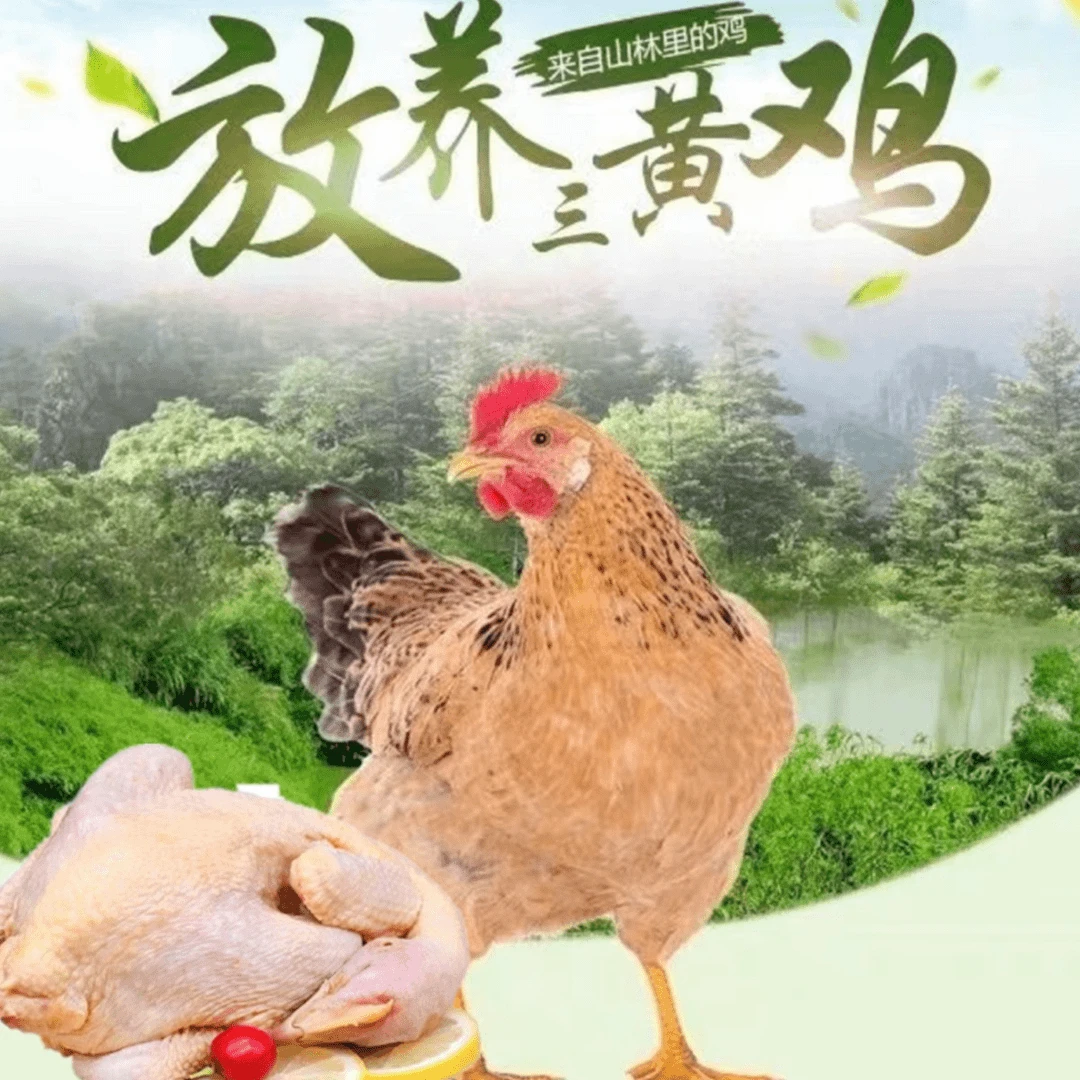 【到手3只】散养土鸡走地鸡净膛冰冻发货肉新鲜总重2千克左右b
