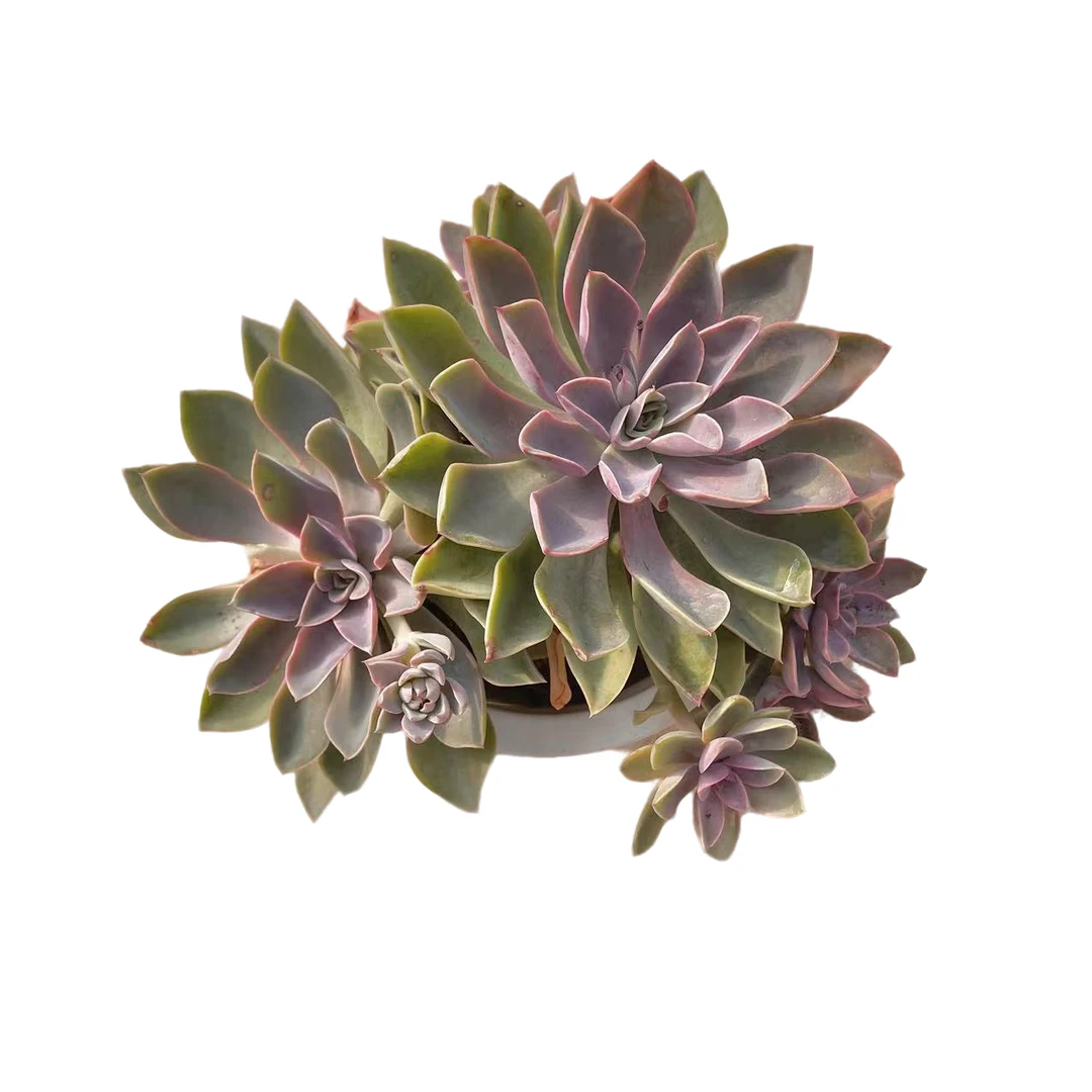 紫气东来 多肉植物（满15包邮 直播间展示为准）