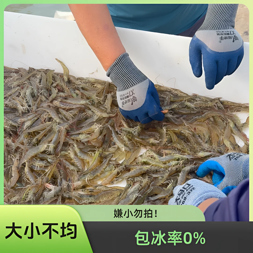 盐汪虾 鲜活速冻 （一斤50条左右）净重5斤 嫌小勿拍 ！顺丰包邮！