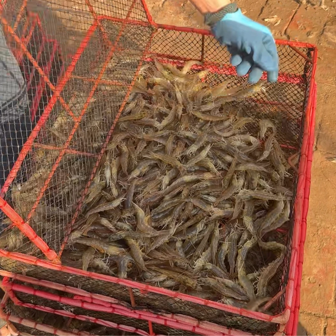L【隆武生鲜】渤海湾盐汪虾 5斤 鲜活速冻 顺丰包邮！