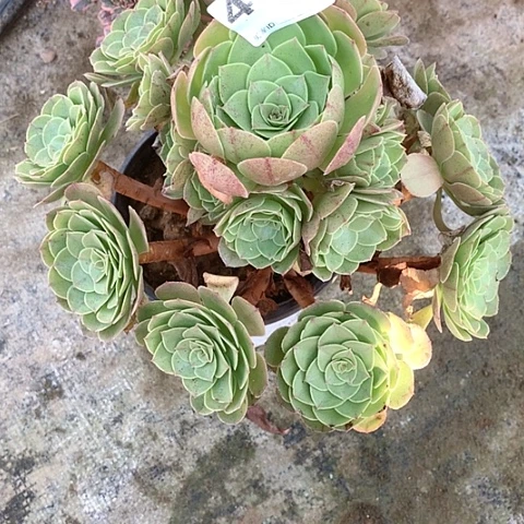 多肉植物431多肉