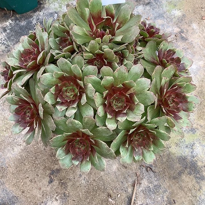 柔****c多肉植物红丝绒308