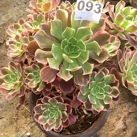 多肉植物093多肉蒙娜丽莎