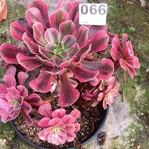 多肉植物066多肉美杜