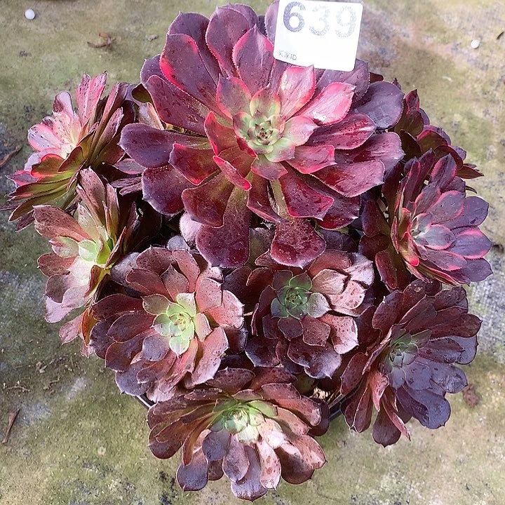 多肉植物烟花639