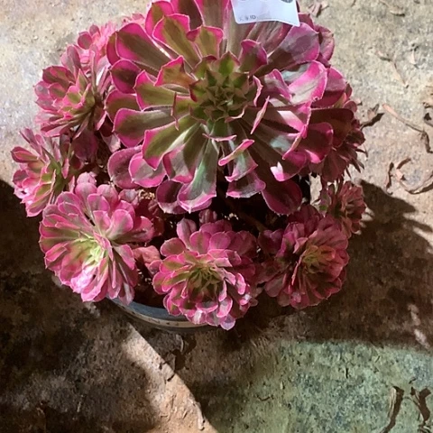 多肉植物红同白386