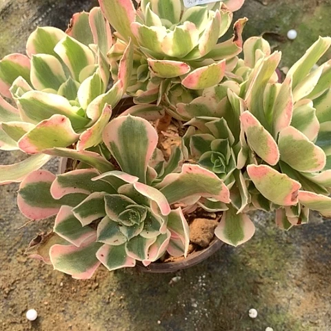 多肉植物095多肉妖月