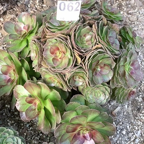 多肉植物062赤焰连