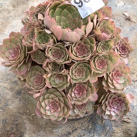 多肉植物908红魔