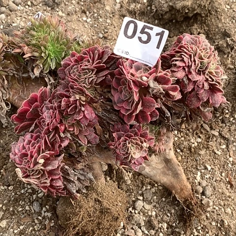 多肉植物缀051美杜