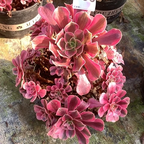 多肉植物093多肉美杜莎