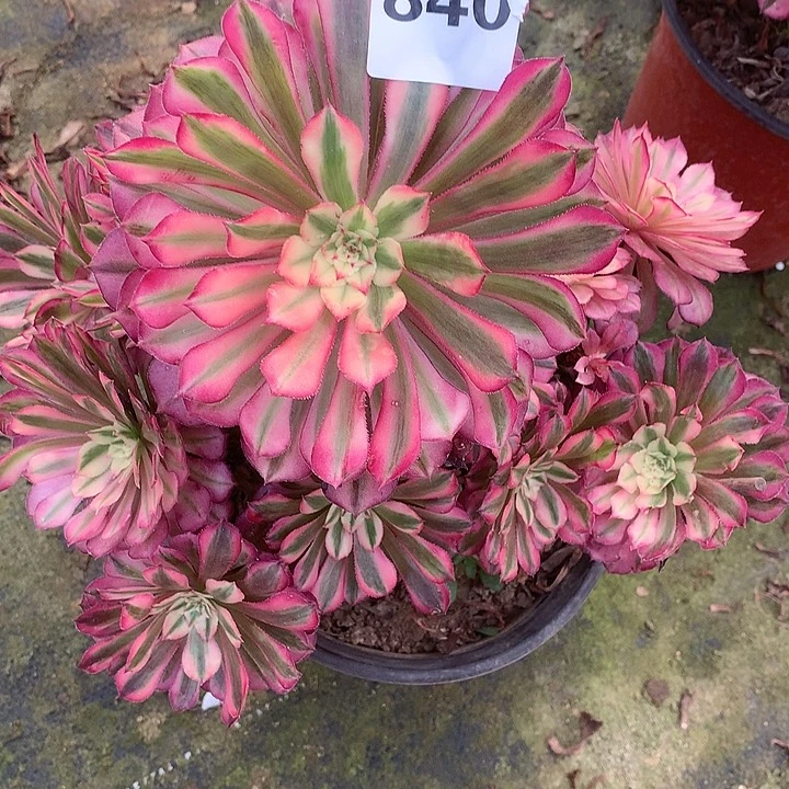 多肉植物粉同白840