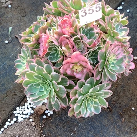 多肉海王355粉体