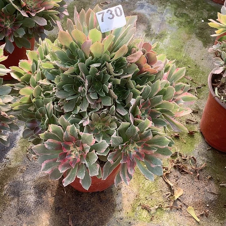 多肉植物光辉730