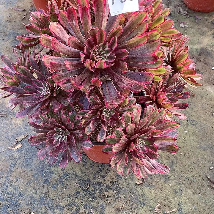 多肉植物紫霞797