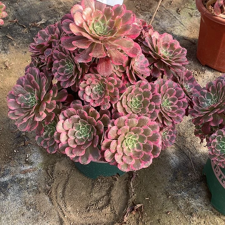 相***。多肉植物ji月564