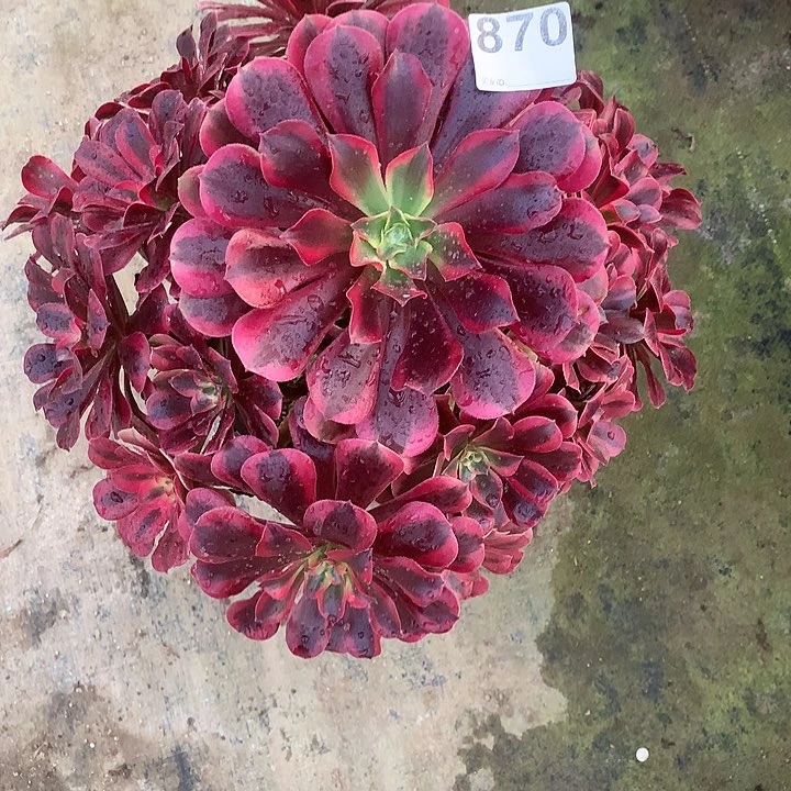 多肉植物美杜莎870