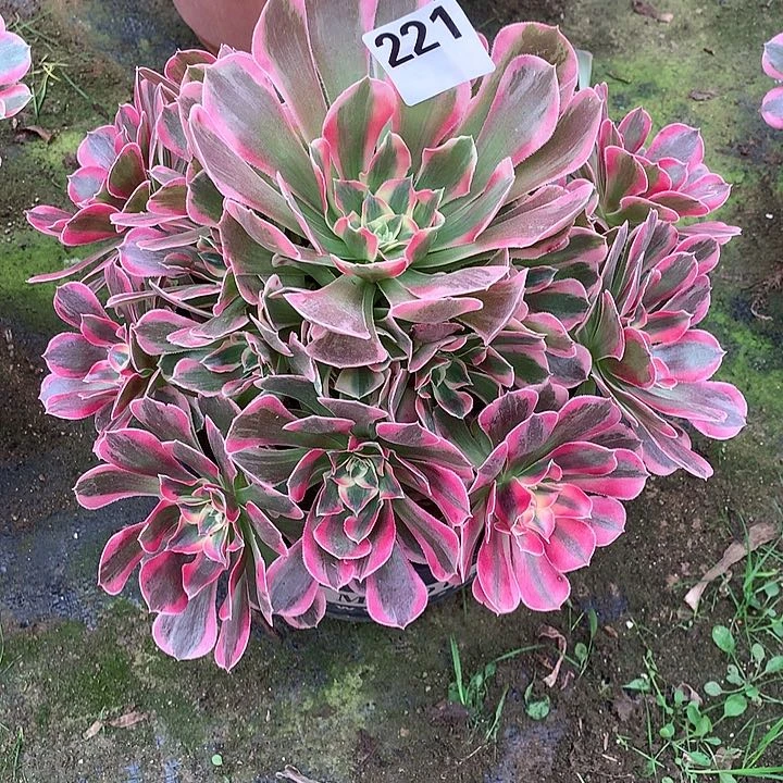 多肉植物布加迪221