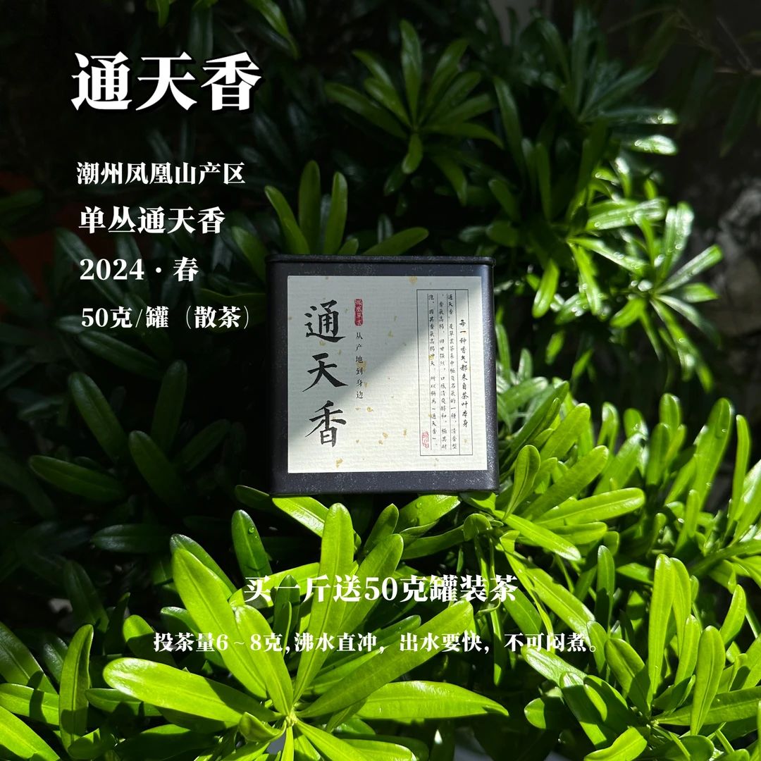 凤凰单丛茶之霸道总裁通天香50克250装