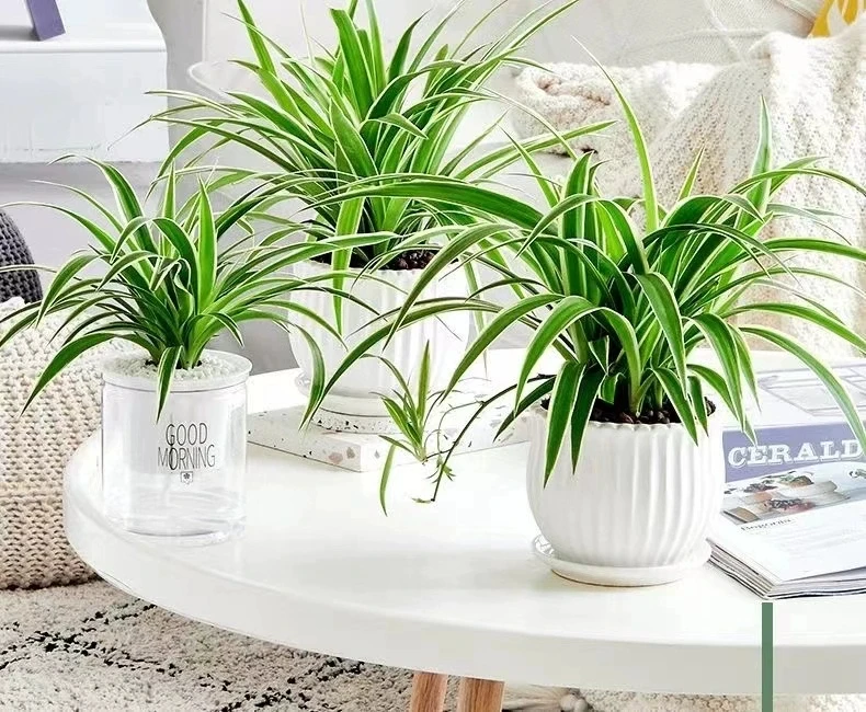 金边吊兰绿植盆栽青叶吊兰阳台办公自然花卉开花清新绿植垂吊植物