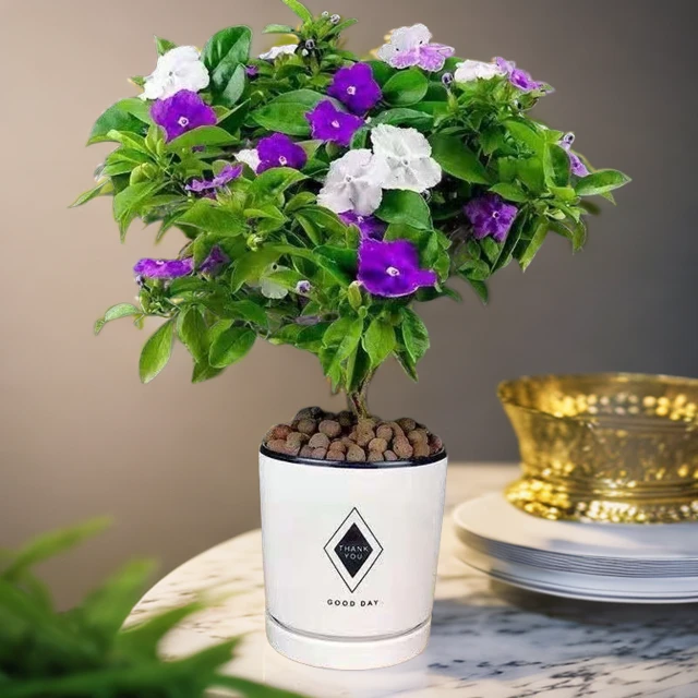 双色茉莉花苗盆栽绿植香味浓郁室内装饰客厅阳台花卉