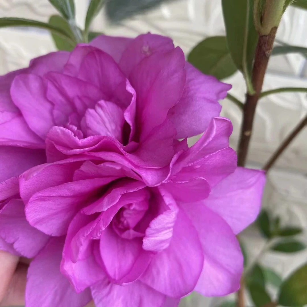 备用3年【怀紫】盆栽苗花卉绿植南方北方均可种植带花苞发货