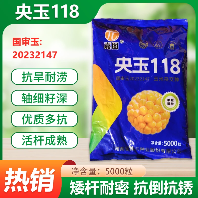 高产玉米种子央玉118矮杆抗病耐旱耐高温抗倒伏轴细粒深活杆成熟