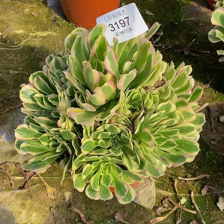 法师锦白凤3197法师锦红