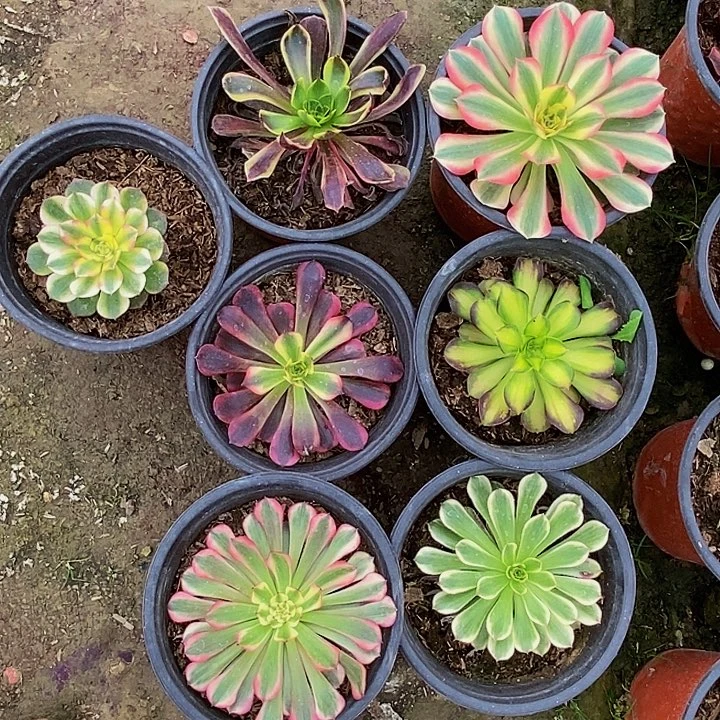 法师锦多去荔枝8公分