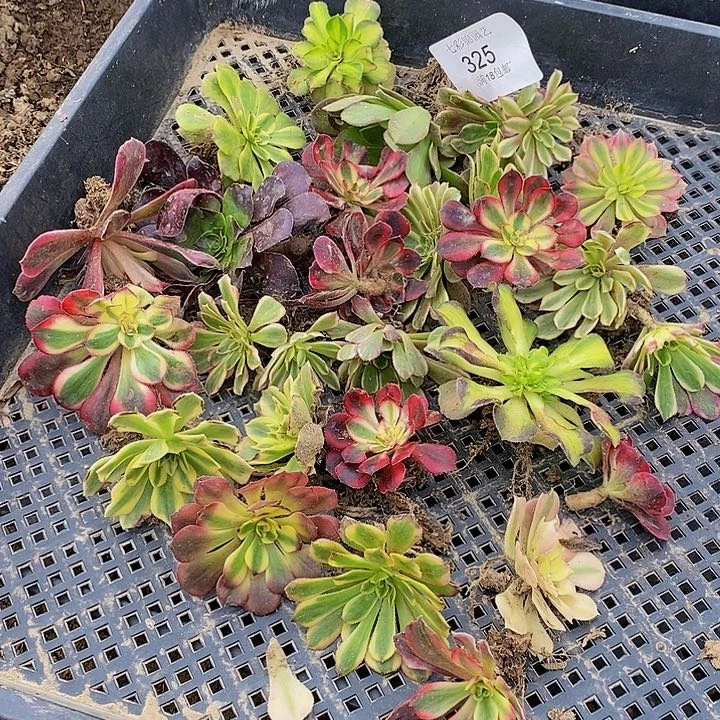 法师锦多肉小苗325