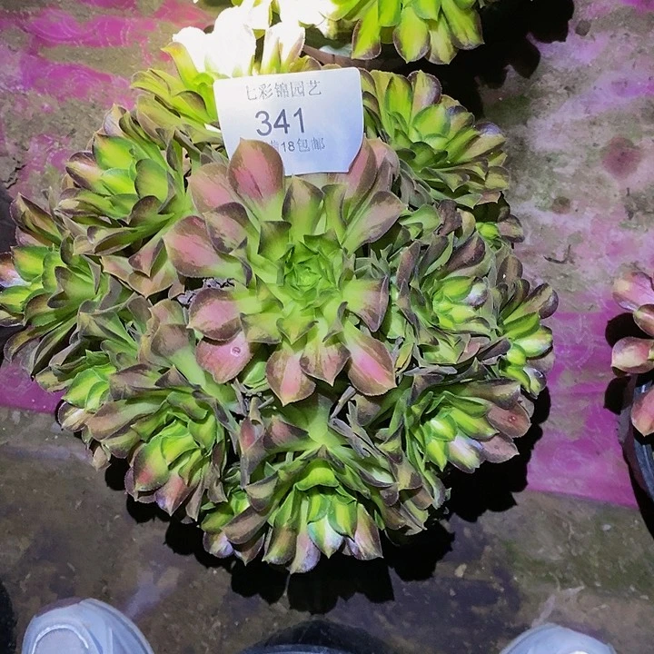 法师锦多肉韶华341