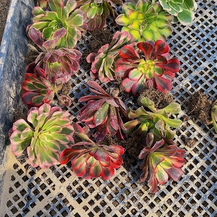 丽法师锦多肉6公分小苗252