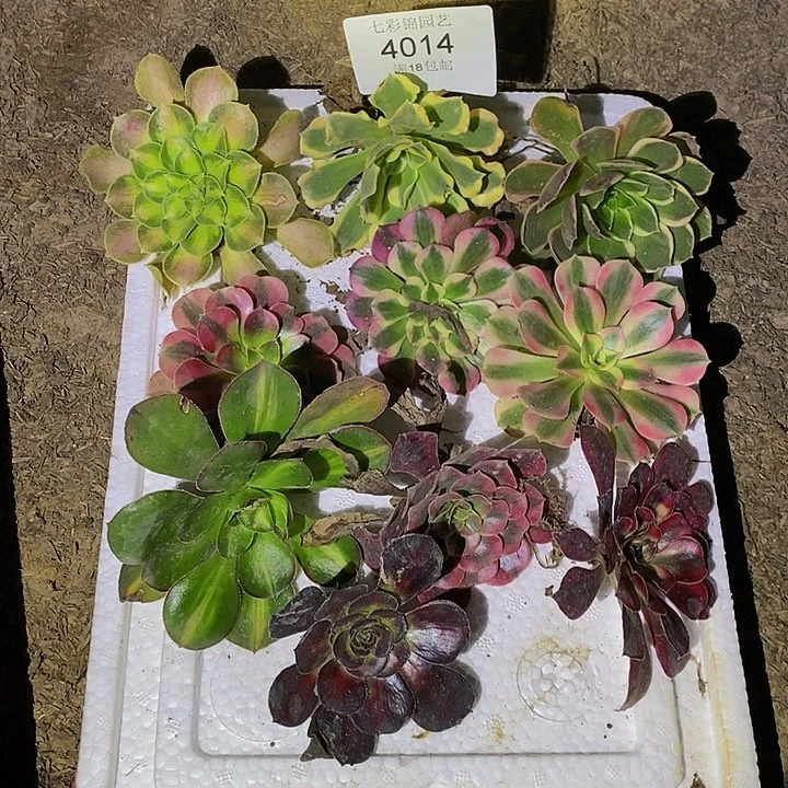 h****g法师锦10颗小苗根系不好4014