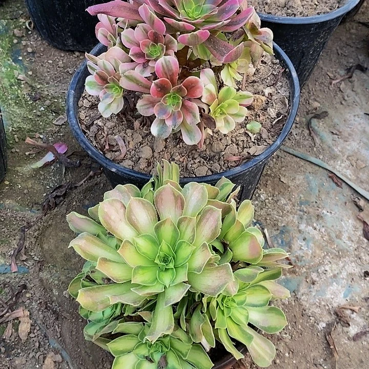 法师锦2颗法师锦美杜莎韶华