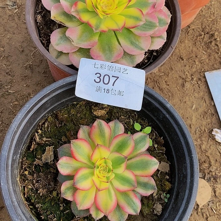 法师锦多肉荔枝307