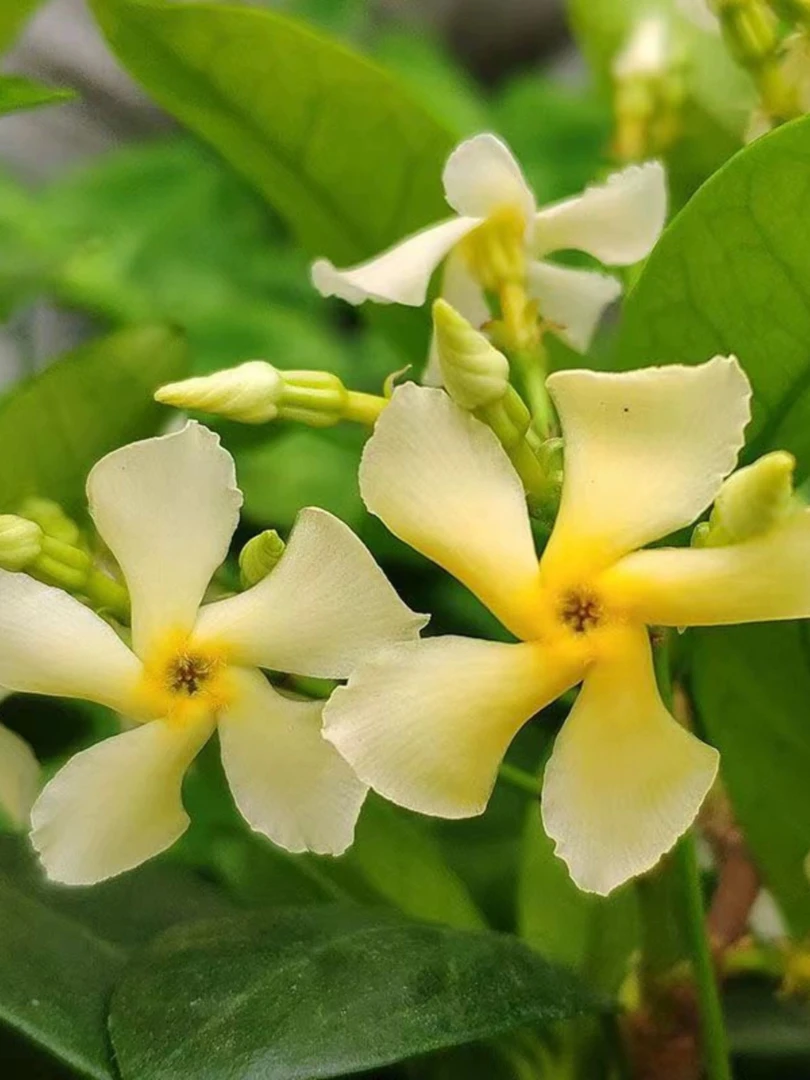 黄色风车茉莉盆栽曼达木老根络石爬藤植物爬藤香味阳台花卉盆栽