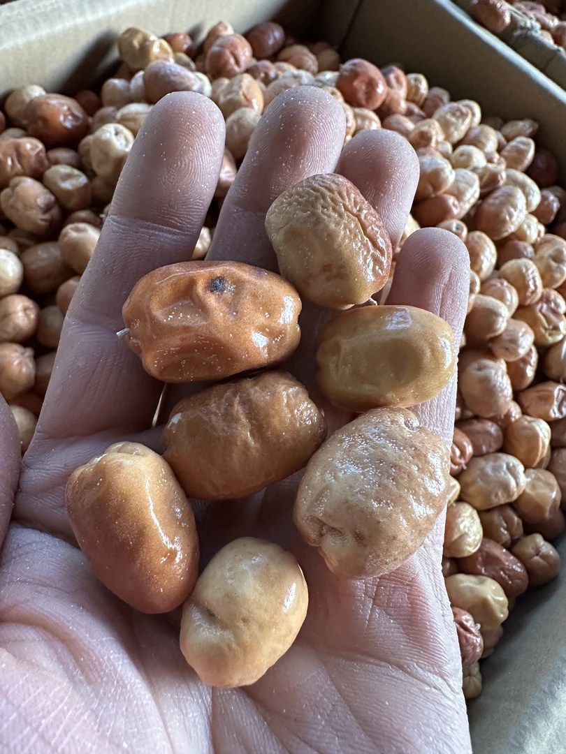 沙枣新疆特产沙枣干净零食红沙枣泡茶酸