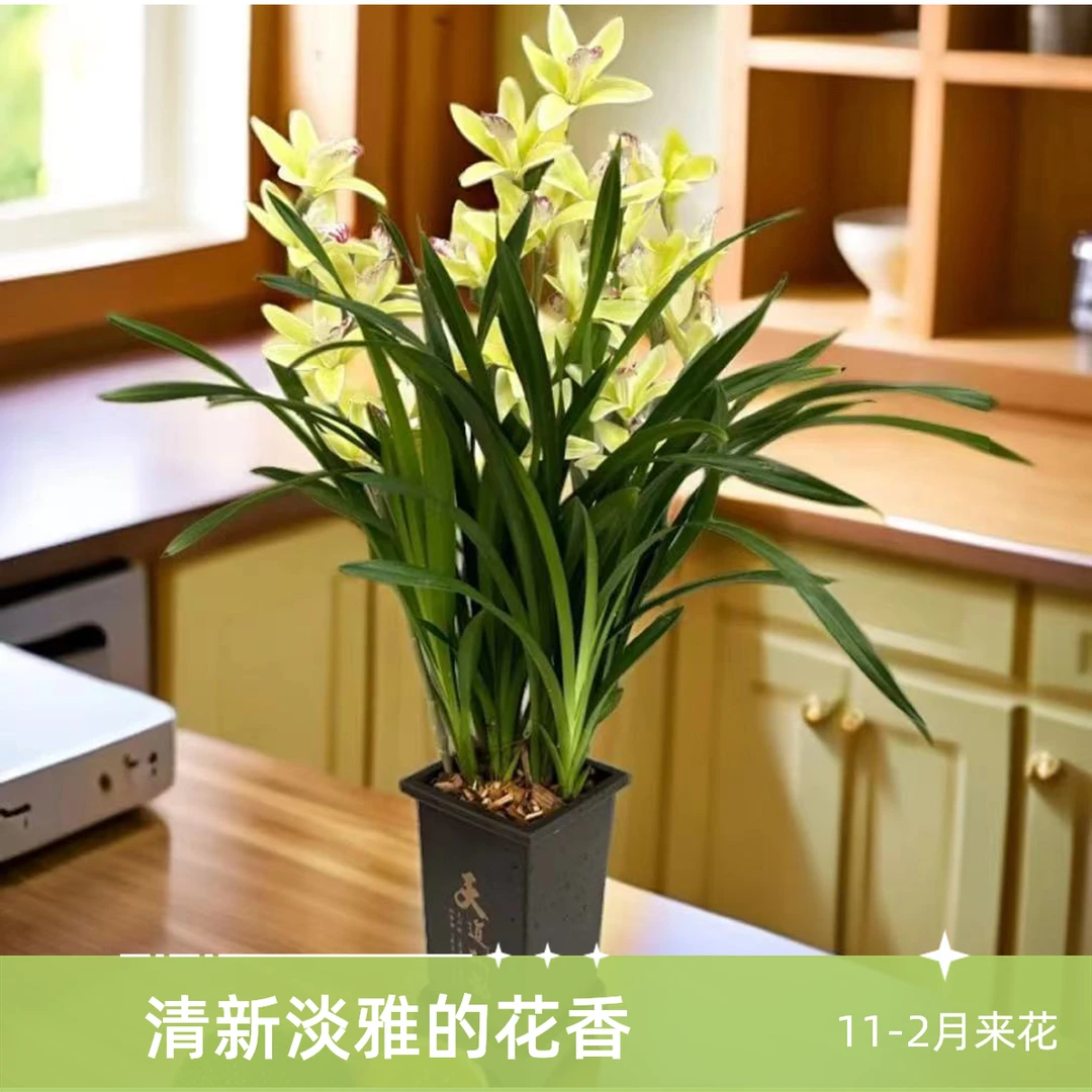 建兰精品兰花【雪山翡翠】带盆种好6-8株苗