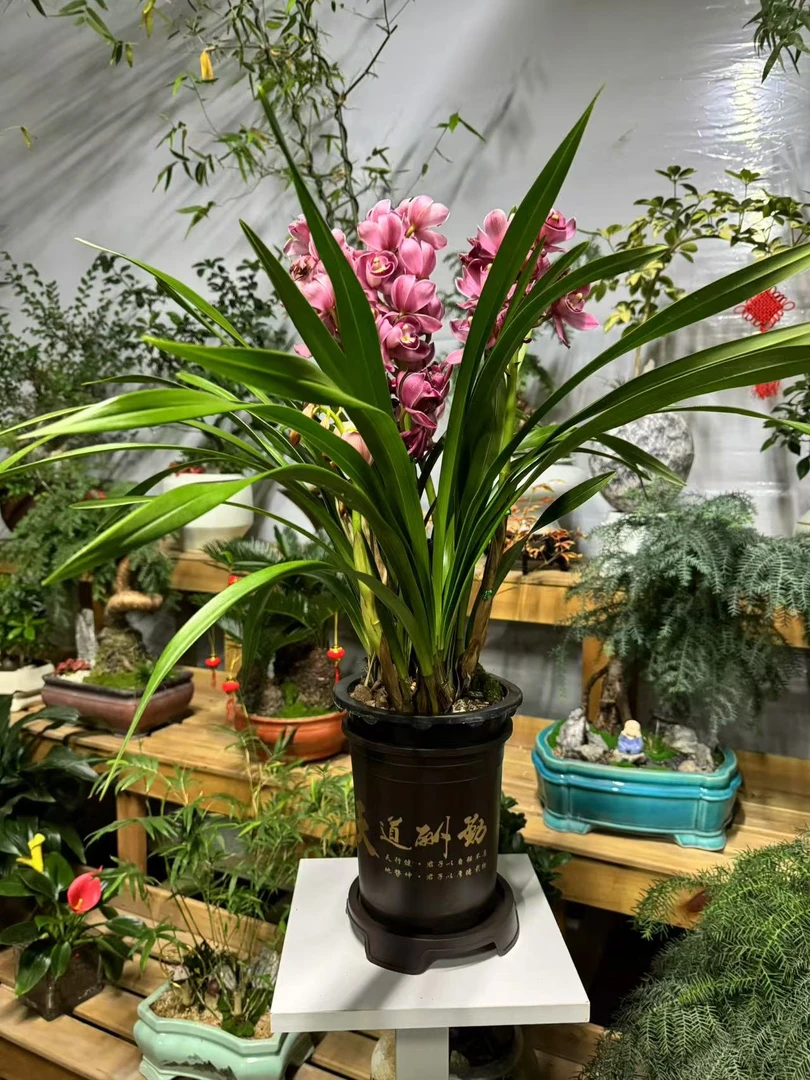 【带花苞】高端精品【红宝石】浓香型兰花室内好养花卉开花植物花香