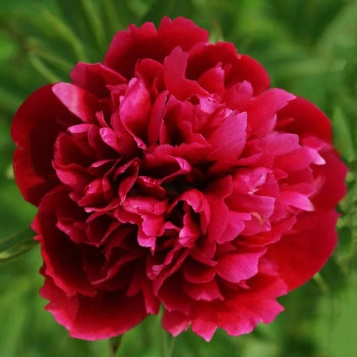 牡丹（宝石红） 牡丹基地，现挖现发【菏泽基地直发】绿植种植