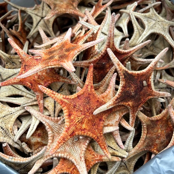 【大海干货店】红色 海星星