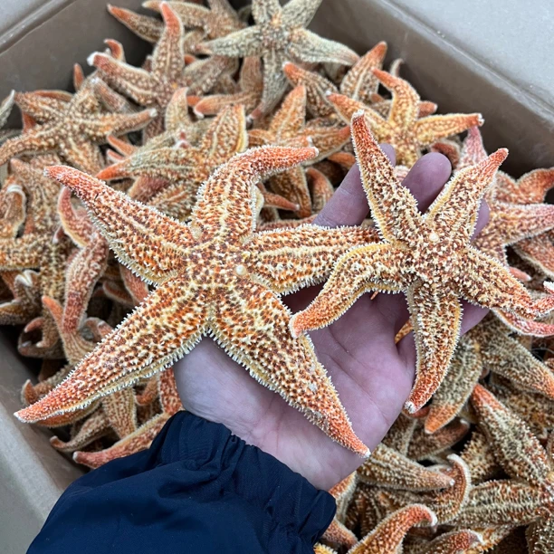 【大海干货店】海星星