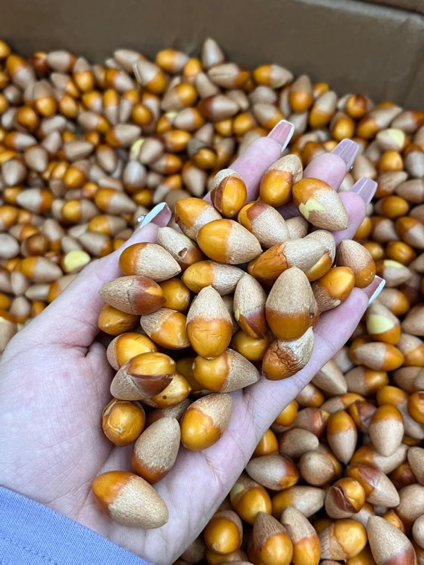 【大海干货店】白 果果