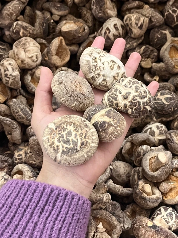 【大海货】大大厚肉花菇